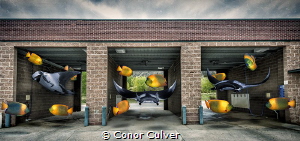 "Manta Cleaning Station" part of my Underwater Surrealism... by Conor Culver 
